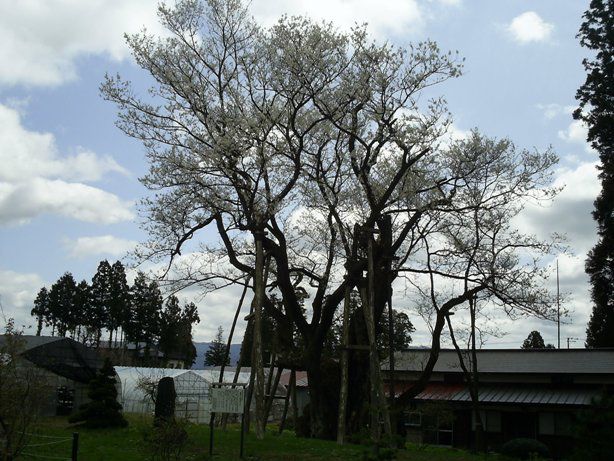 大明神桜、まだまだ見頃です！