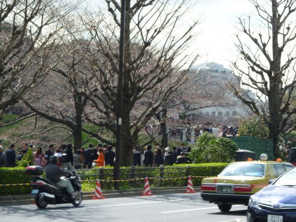 千代田さくら祭りで～す。