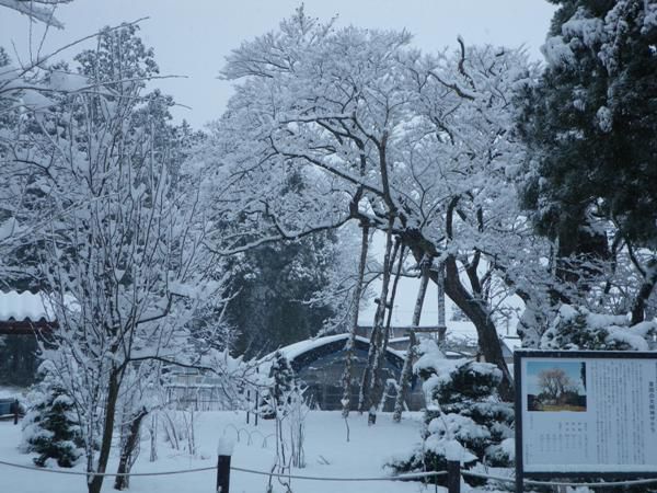 雪の大明神桜