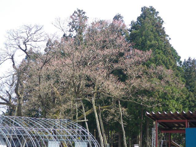 大明神桜情報！！