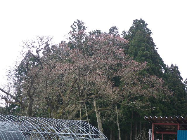 大明神桜情報！！！