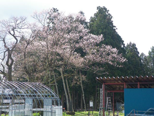 大明神桜情報！！！！