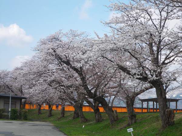 桜情報２