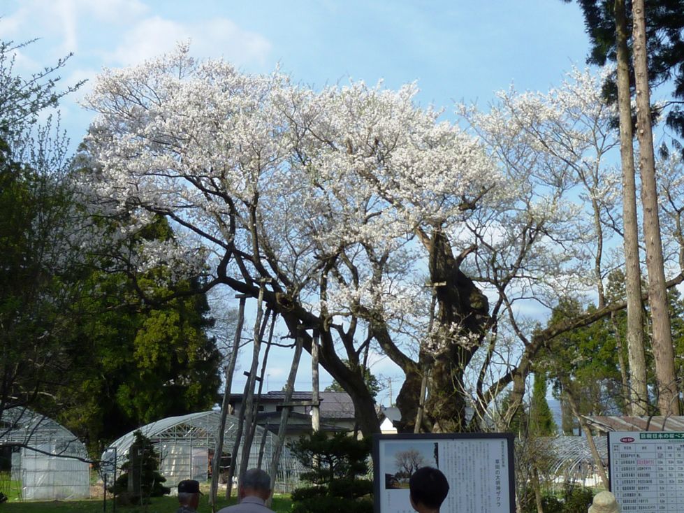 大明神桜も満開！