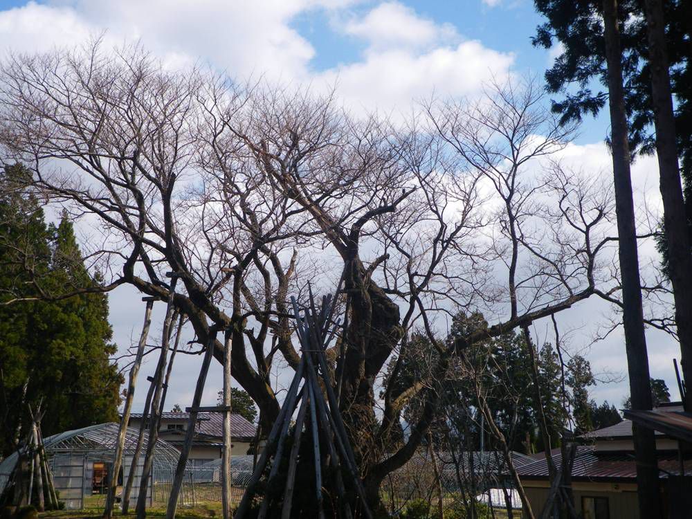 草岡大明神桜！