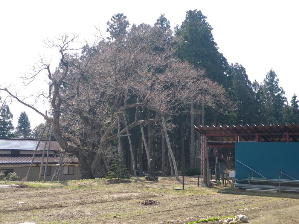 草岡大明神桜情報