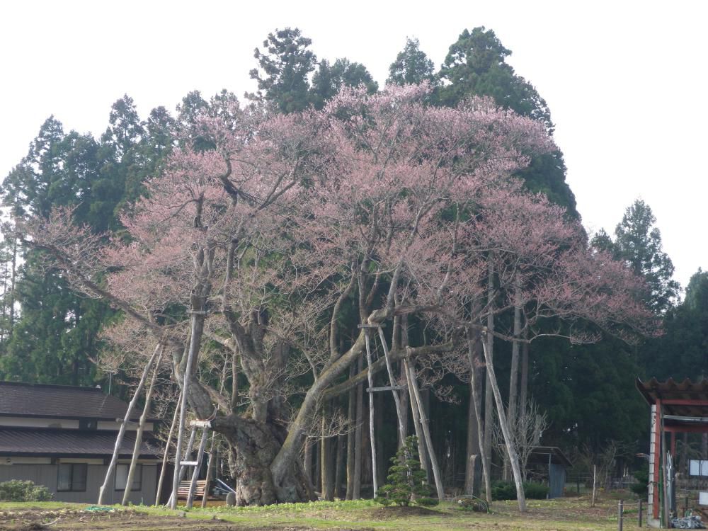 続、大明神桜情報！