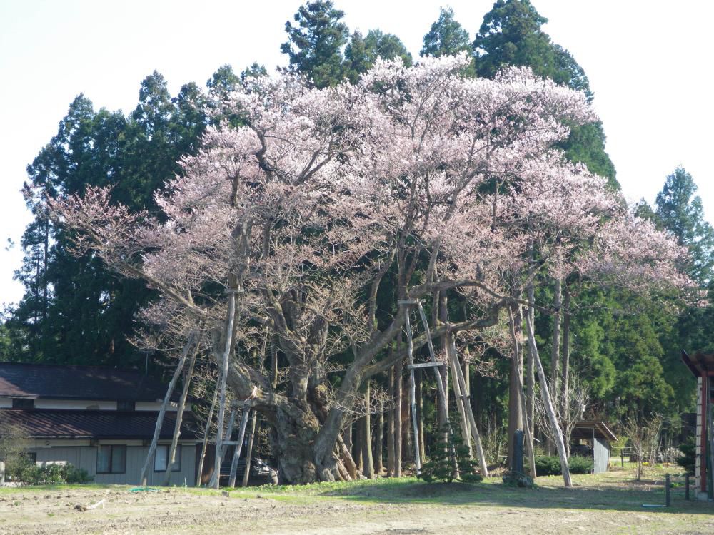 続、続大明神さくら情報