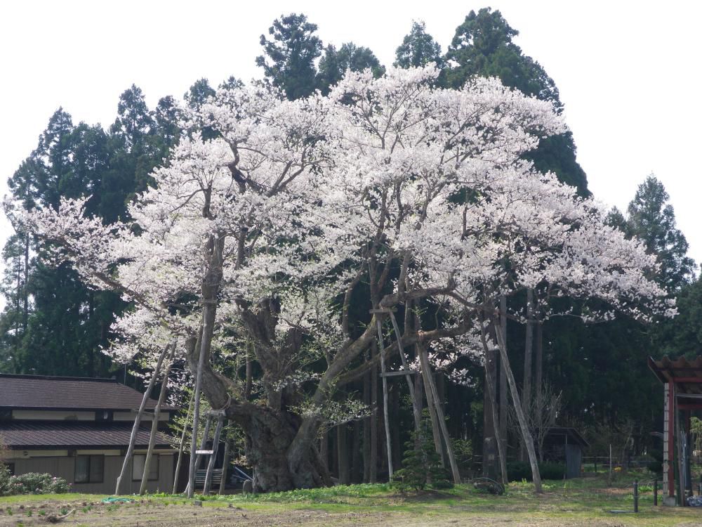 大明神桜情報！