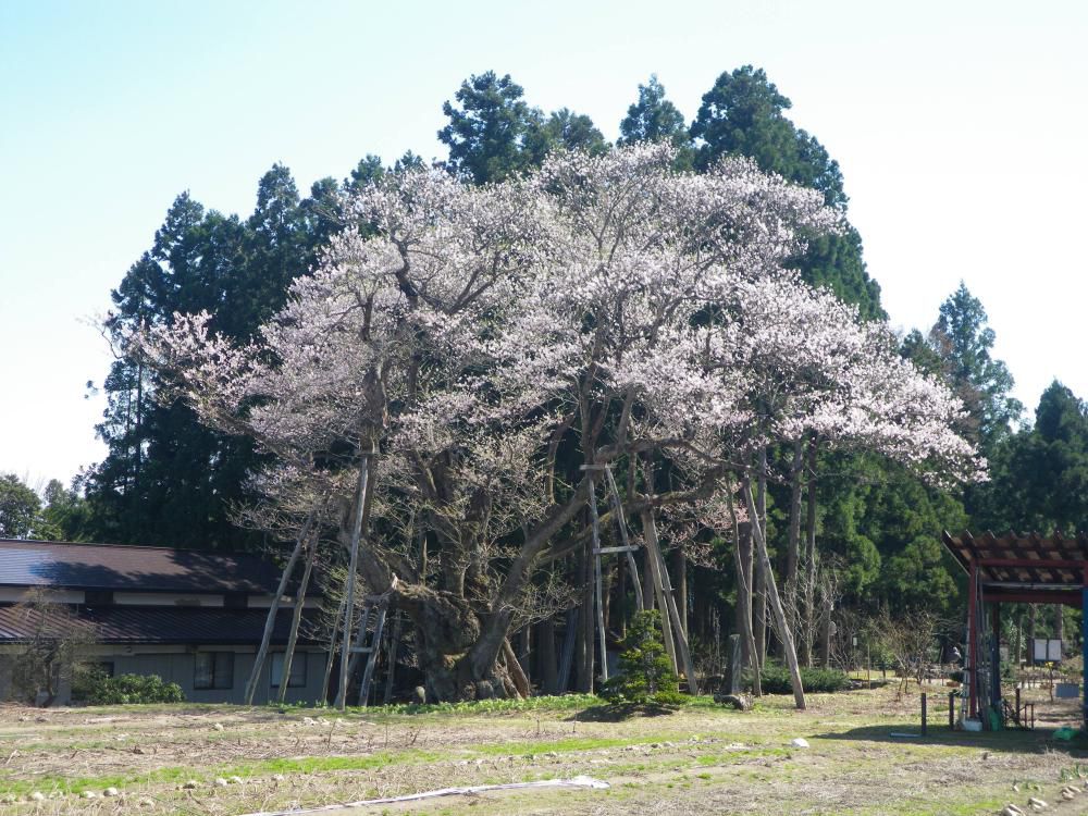 草岡大明神桜！