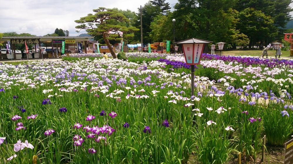 長井あやめ公園、五分咲き！