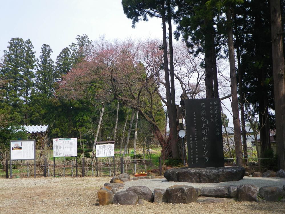 草岡大明神桜情報！