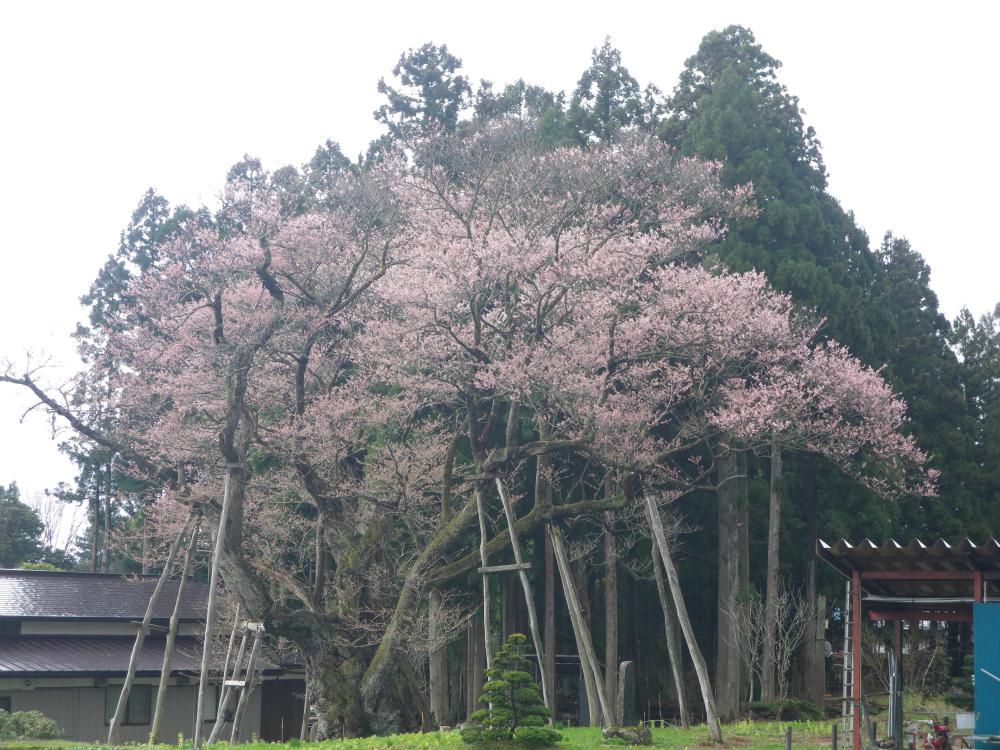 草岡大明神桜情報２