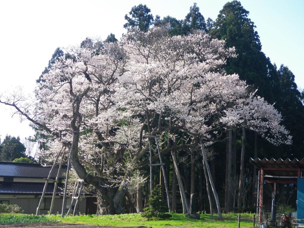 草岡大明神桜情報3