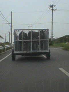 県道にて。