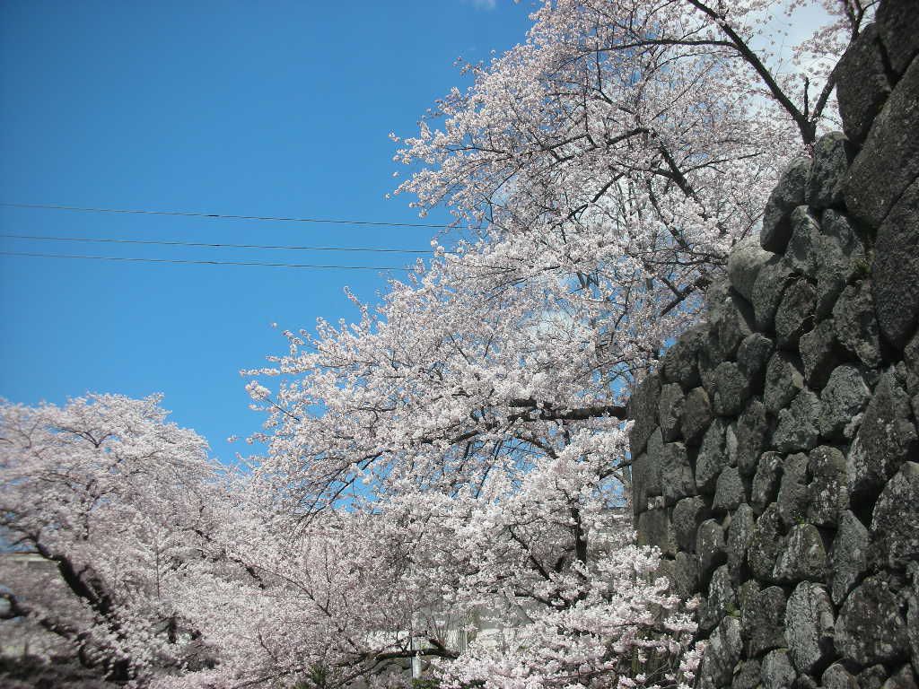 お花見に。