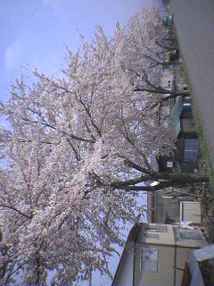 桜並木