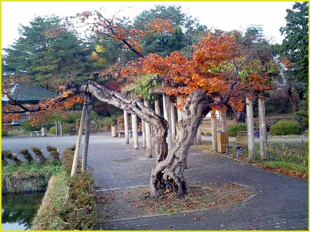 ◆古木に想う◆晩秋