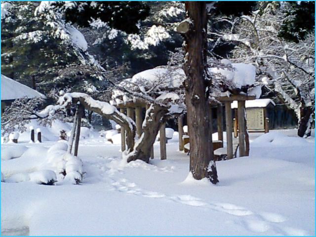 ◆古木に想う◆厳寒