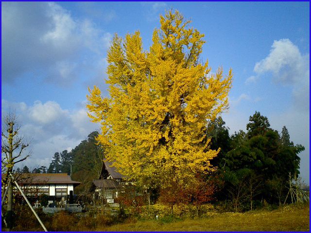 ◆遍照寺の大銀杏◆