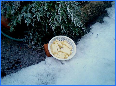 ◆凍てつく朝に見つけた物体◆凍み豆腐 