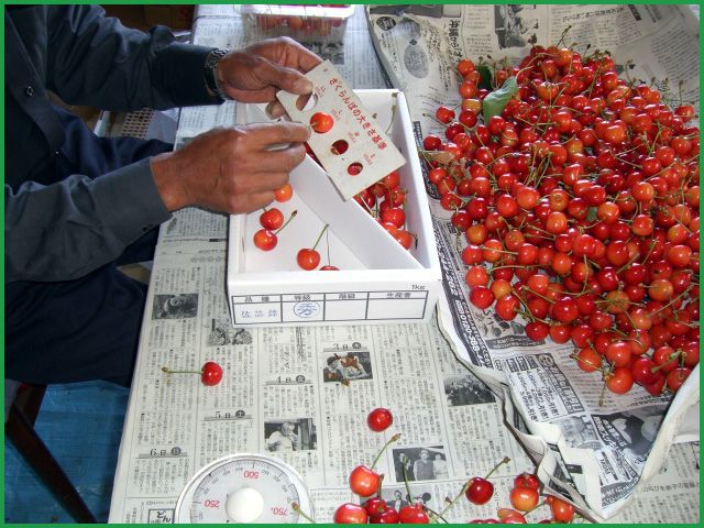 ◆さくらんぼ佐藤錦◆やまがた初夏の風物詩