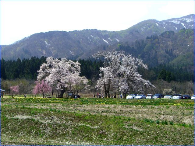 ◆ぶらり置賜桜回廊◆