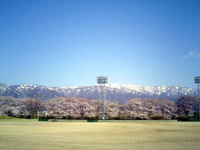 ◆残雪と青空と桜並木◆