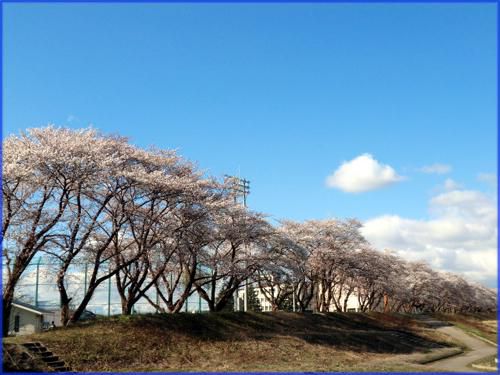 ◆野川堤防の桜並木◆