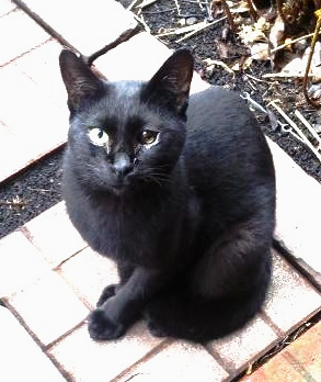 上田市長が不出馬表明…そして、クロちゃんとの出会いを機にブログ閉鎖へ~長い間のお付き合いに感謝申し上げます