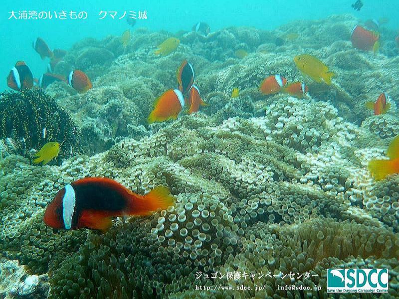 共産党のダッチロ－ル…どこまで続く泥濘（ぬかるみ）ぞー国はふたたび、強権発動