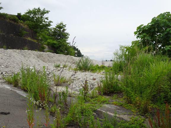 城跡…無惨、いまや蚊の発生源に！？