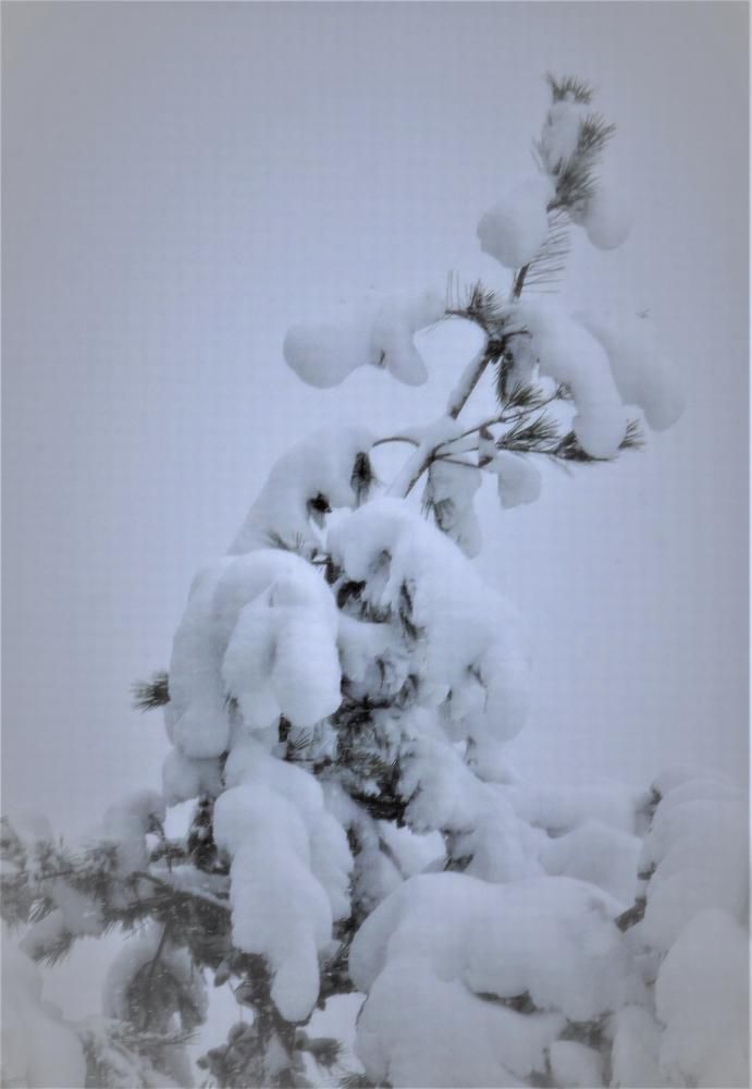 忙中閑―雪っ子たちとの対話