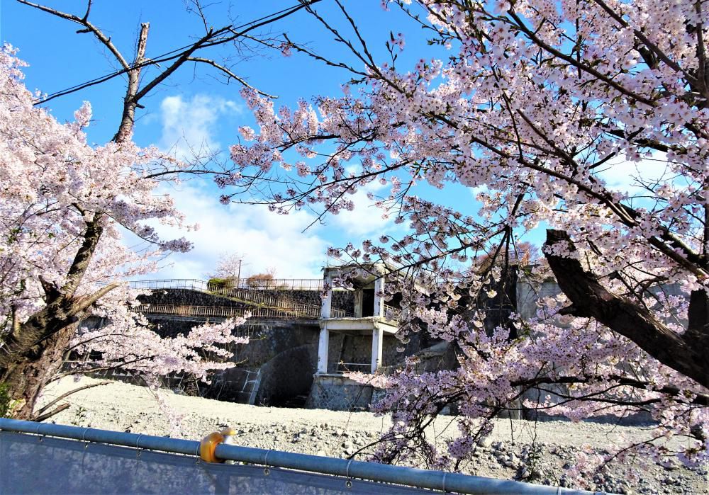 廃墟と桜、そしてワクチン接種