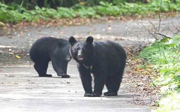 現代版「クマ考現学」（上）…なめとこ山の熊とＡＩ