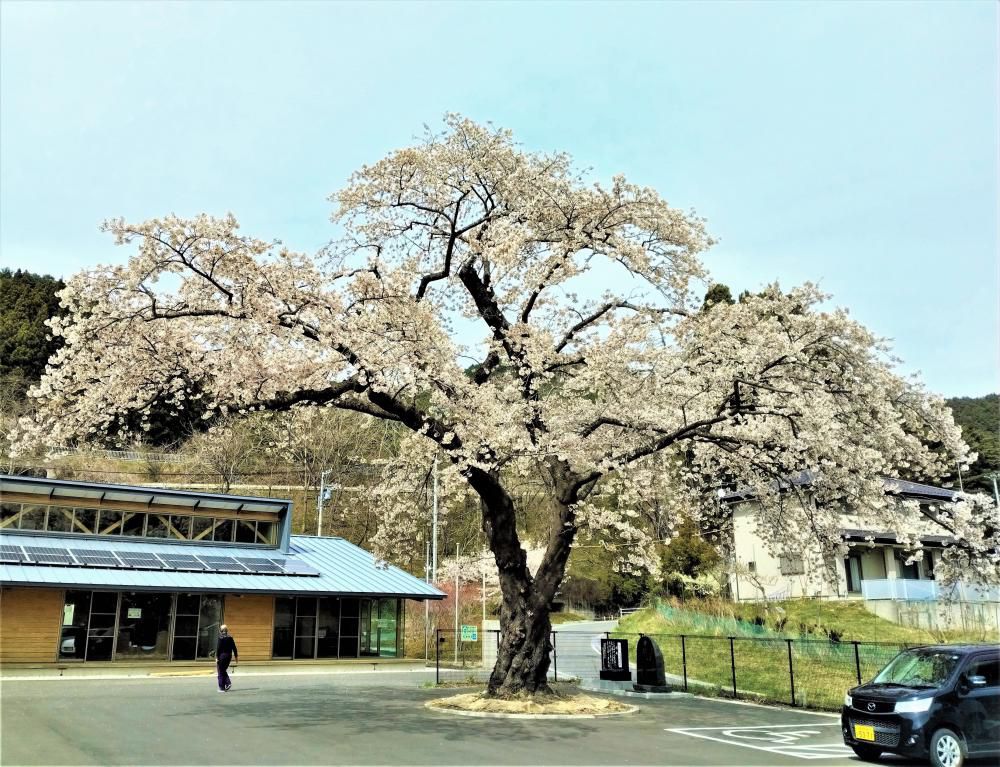 “震災”桜…安渡の一本桜に会ってきた~そして、不思議な邂逅へ