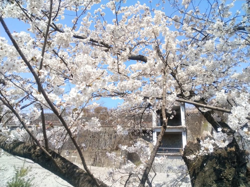 旧新興跡地を“失政”遺構へ…「ダークツーリズム」観光としての利活用を目指して~あるいは“伝家の宝刀”、住民投票の行使か!!??