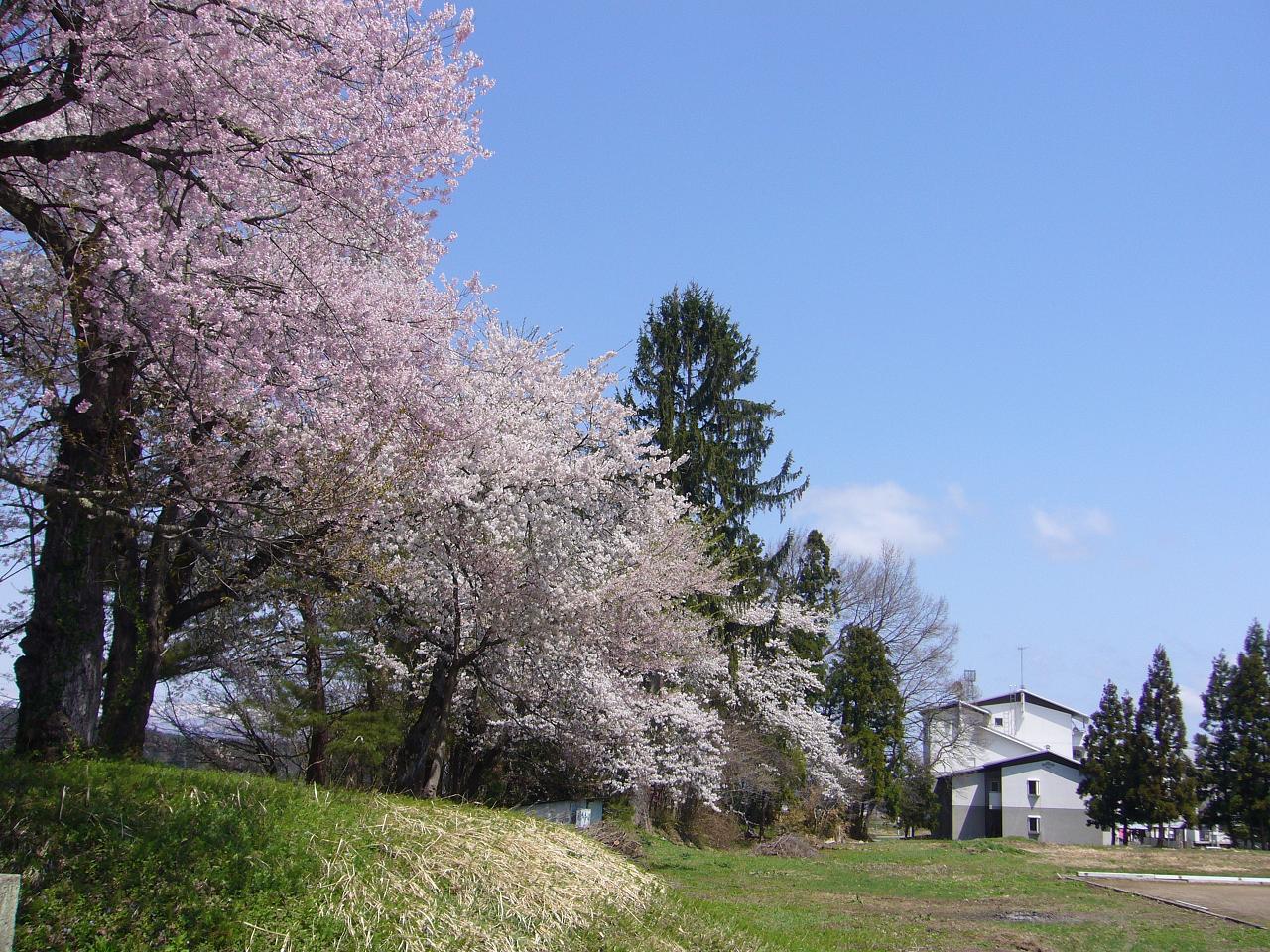 日中の新山の桜１