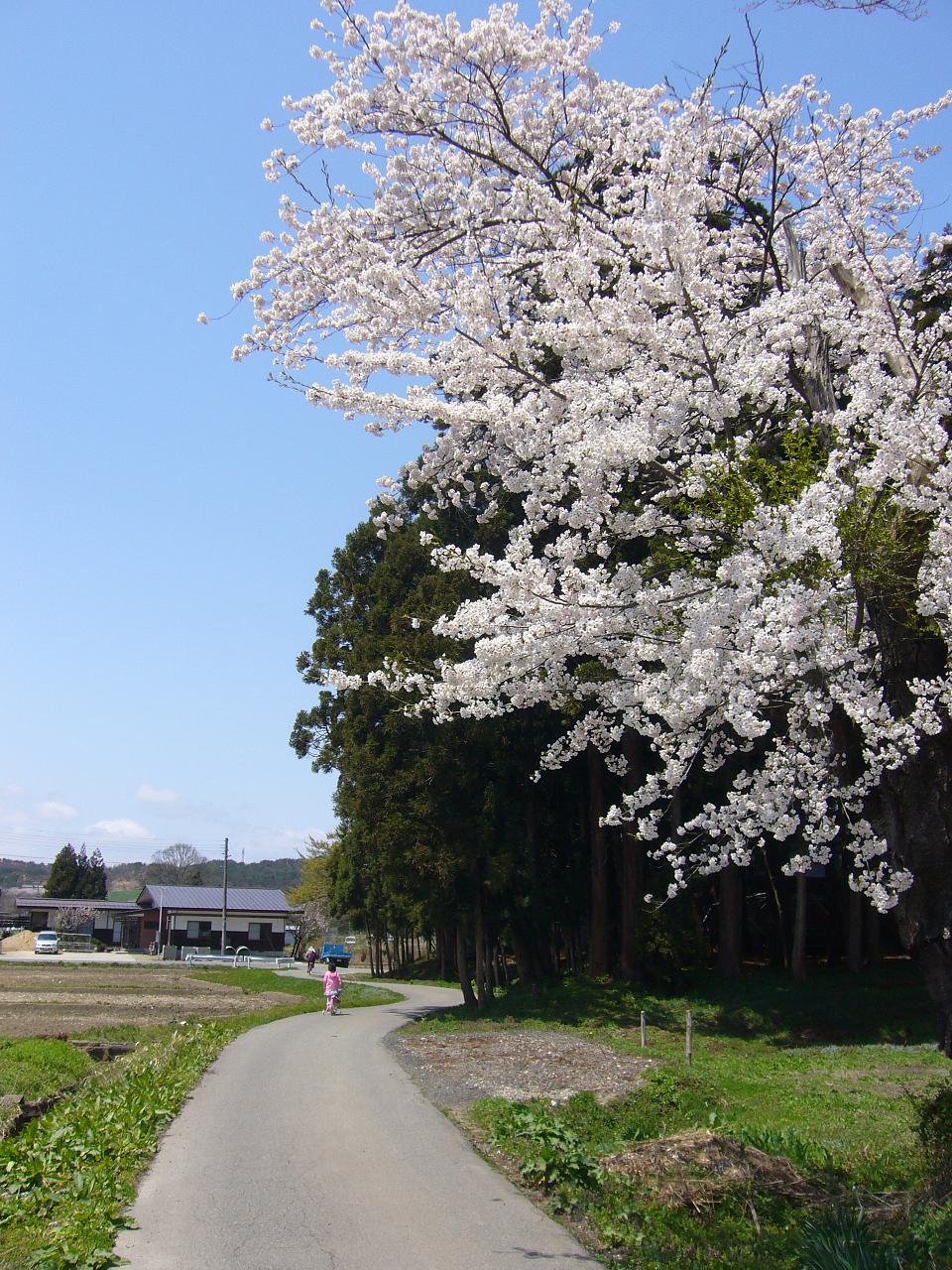 日中の新山の桜２