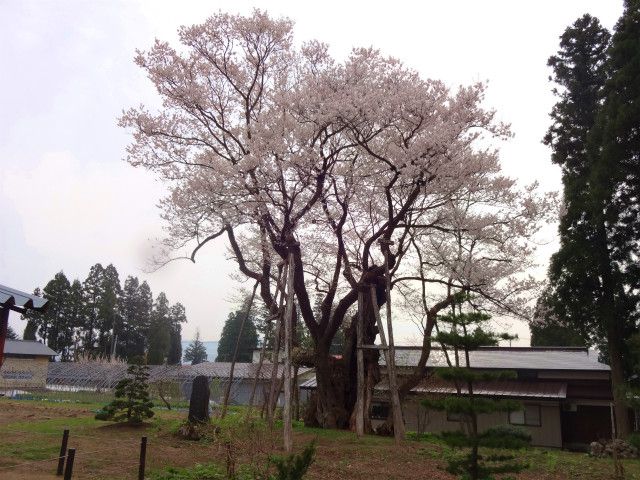 ’14草岡の大明神桜開花桜情報（4月28日）