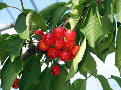 【紅秀峰解禁！】