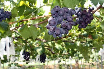 【伊佐沢ぶどうの美味しい動画アップしました♪】