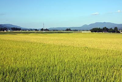 【黄金色の田園】
