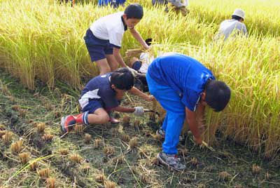 【稲刈りの季節です～伊佐沢地区公民館少年教室】