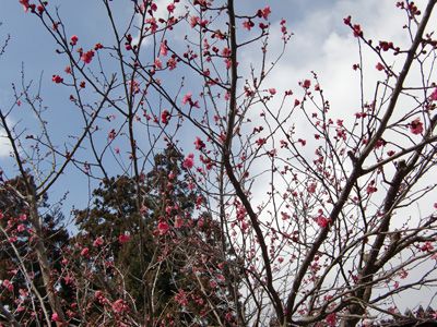 【桜より一足早く～紅梅が咲きました】