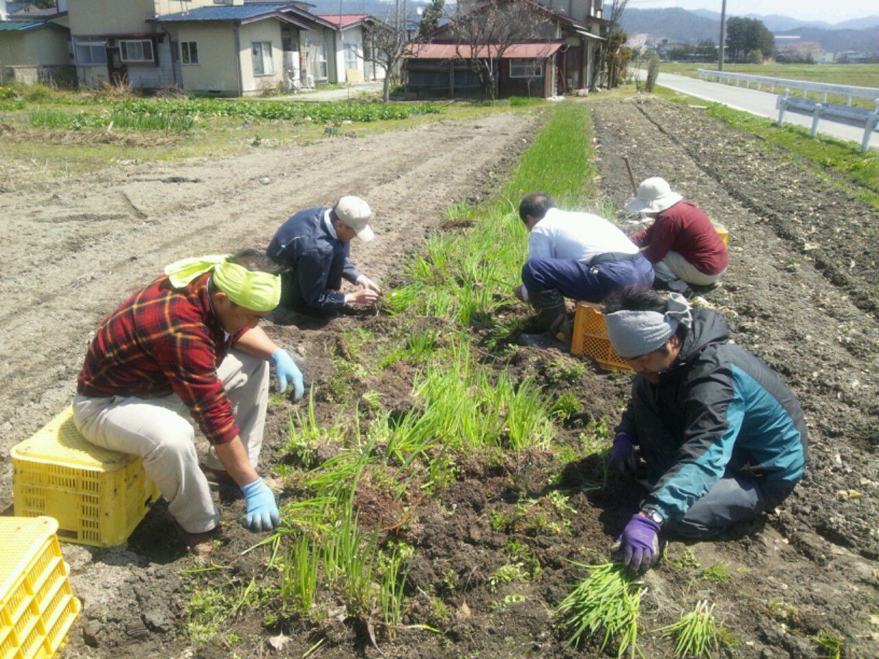 4/25(木)　福幸ファームさん農作業支援