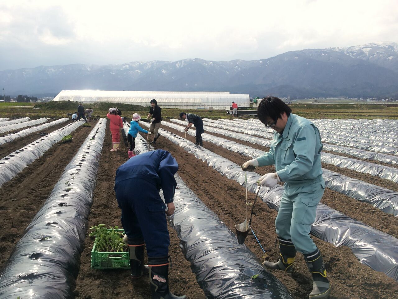 4/30(火)　ながい1000人芋煮会　種芋植え付け作業実施