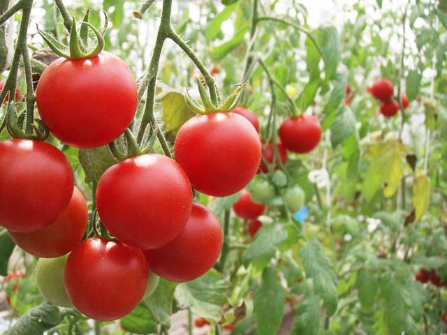 情報と野菜は似ている!?