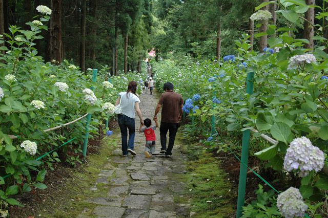 山形市～出塩文殊堂のあじさい