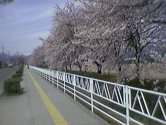 満開の桜♪